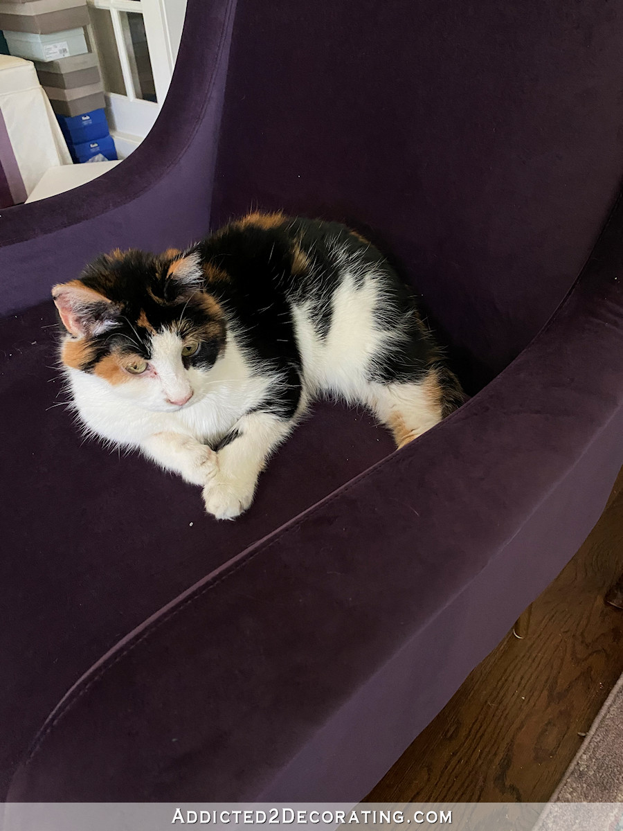 purple chair with peeve sitting on it