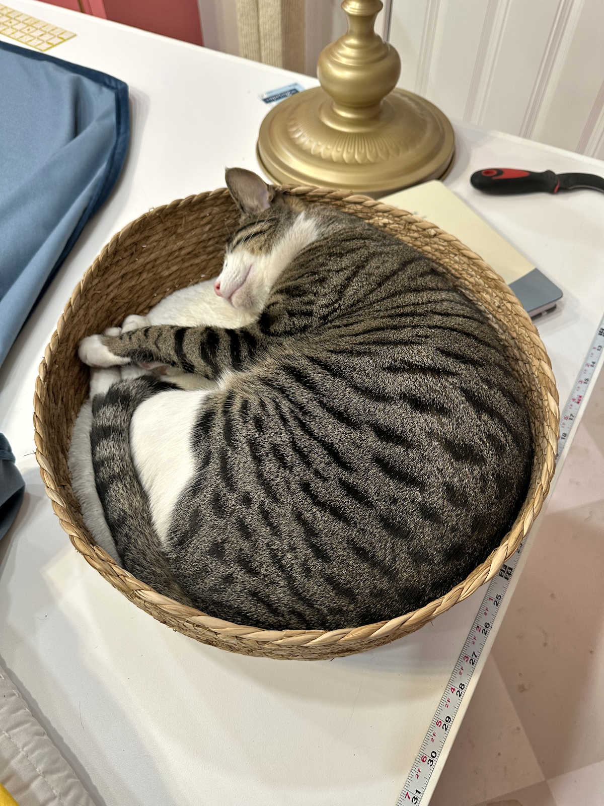Life With Tiger (An Update)